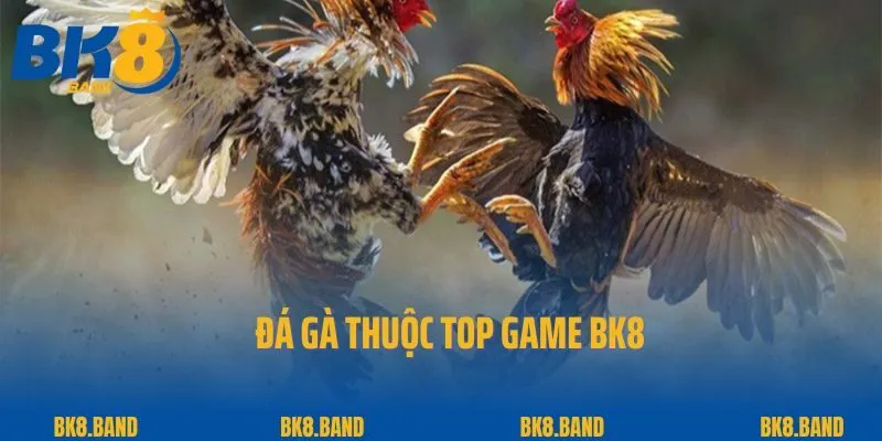 Top Game BK8 3 Đá gà thuộc Top Game BK8